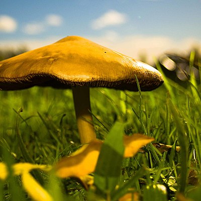 Timeline: Historia de la Clasificación de los hongos