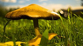 Timeline: Historia de la Clasificación de los hongos