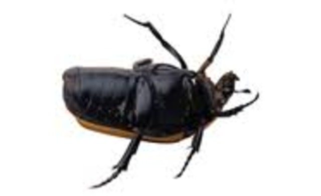 Perm-trias-utdöendet