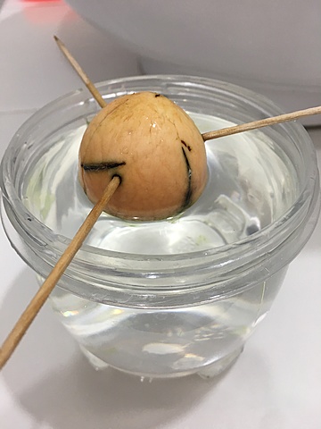 Siembra de semilla de aguacate