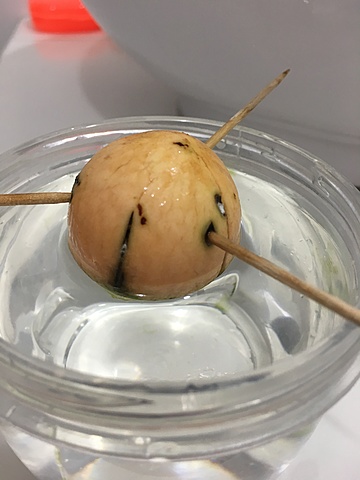 Siembra de semilla de aguacate