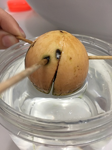 Siembra de semilla de aguacate