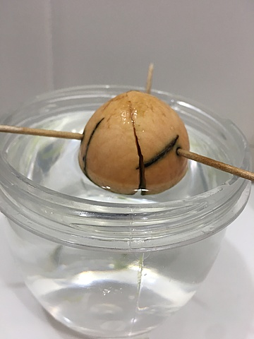 Siembra de semilla de aguacate