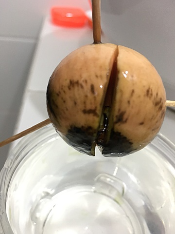 Siembra de semilla de aguacate