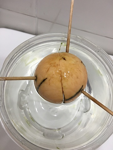 Siembra de semilla de aguacate