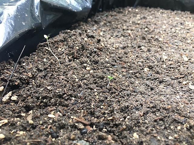 Riego y observación de la germinación de la semilla