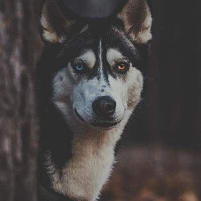 Timeline: linea de tiempo