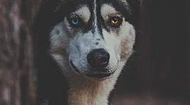 Timeline: linea de tiempo