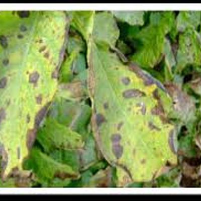 Timeline: Epidemias causadas por hongos fitopatógenos