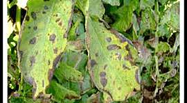 Timeline: Epidemias causadas por hongos fitopatógenos