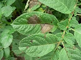 Tizón tardío de la papa