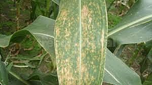 Tizón de la hoja de maíz del sur