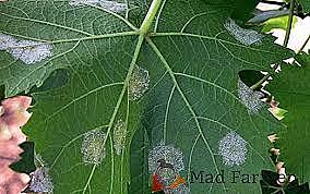 Moho polvoriento de uvas