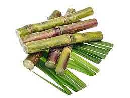 Moho de la caña de azúcar