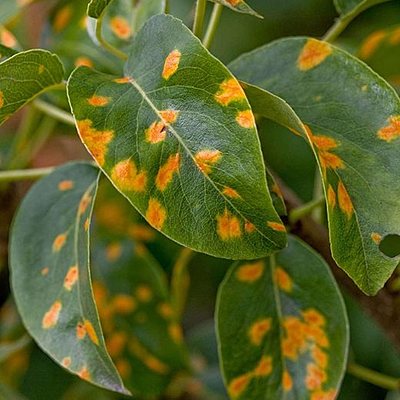 Timeline: Patología de Plantas