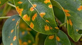 Timeline: Patología de Plantas