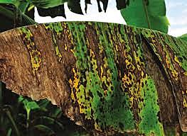 Mancha de la hoja de plátano o Sigatoka