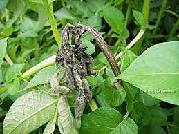 Tizón tardío de la papa