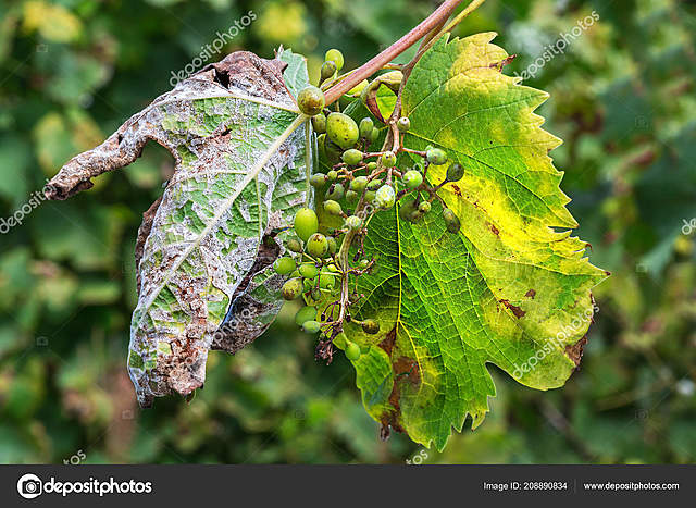 Moho polvoriento de uvas