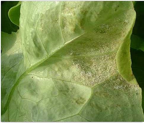 Moho suave del tabaco