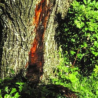 Tizón de la castaña