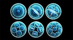Logran células madre que podrían curar en un futuro retinopatías hereditaria