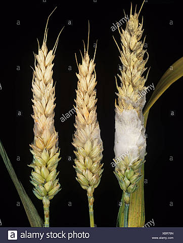 Fusarium costra de trigo