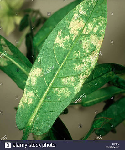 Suave moho del tabaco (1950–1960)