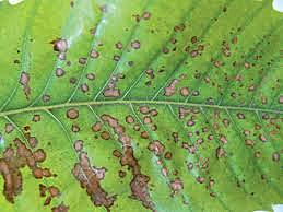 Tizón de la castaña (1904–1940)