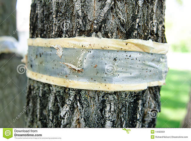 Enfermedad del olmo holandés (1918)