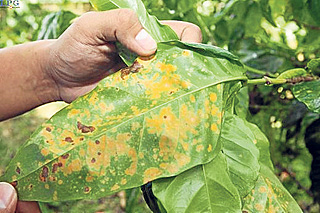 Roya del café (1870-1880)