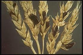 Ergot de centeno y trigo (1915-1997)