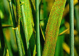 Roya del cereal (1915)