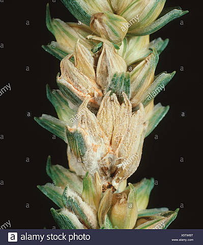 Fusarium costra de trigo (1909)