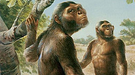 Timeline: Evolución de los homínidos ´