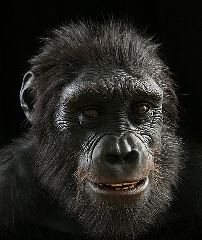 Sahelanthropus tchadensis