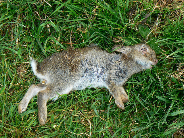 First rabbit kill