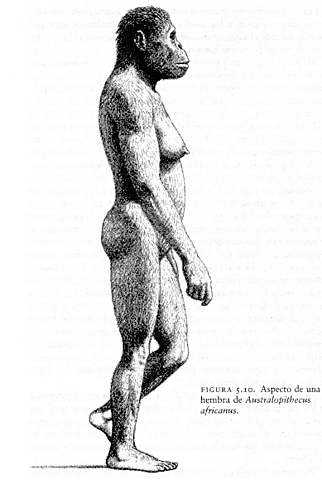 Australopithecus africanos