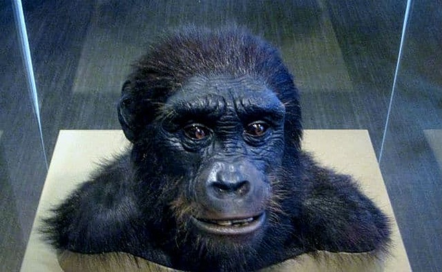 Sahelanthropus tchadensis