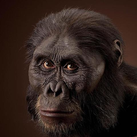 AUSTRALOPITECUS AFARENSIS