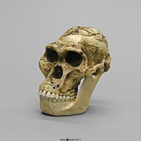 Australopithecus africanus