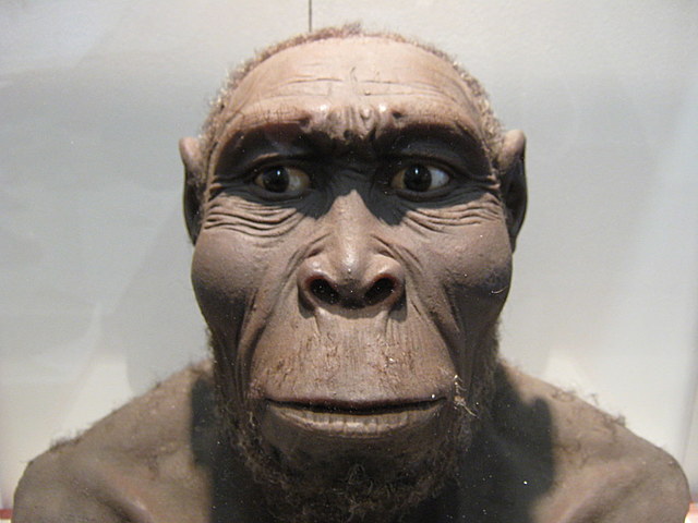 HOMO RUDOLFENSIS