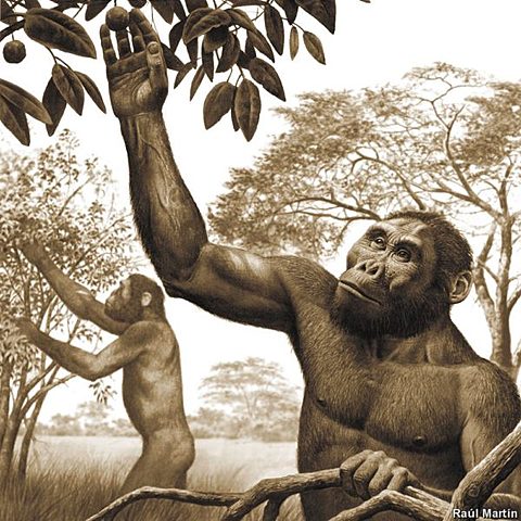 Alimentación AUSTRALOPITHECUS ANAMENSIS