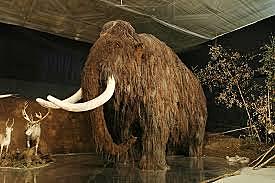 japoniako paleolitoa