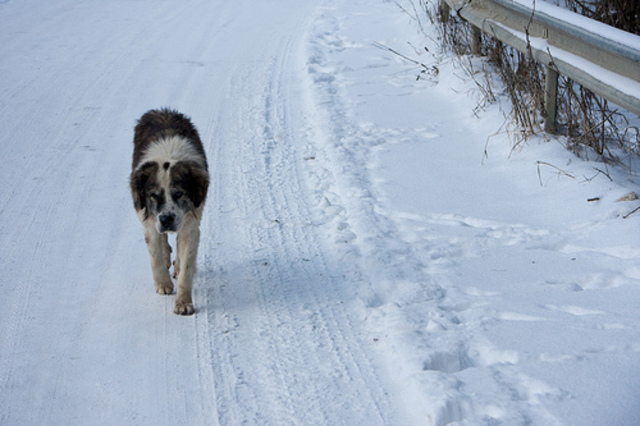 Got ride of first dog