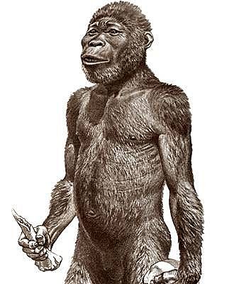 Australopithecus africanus