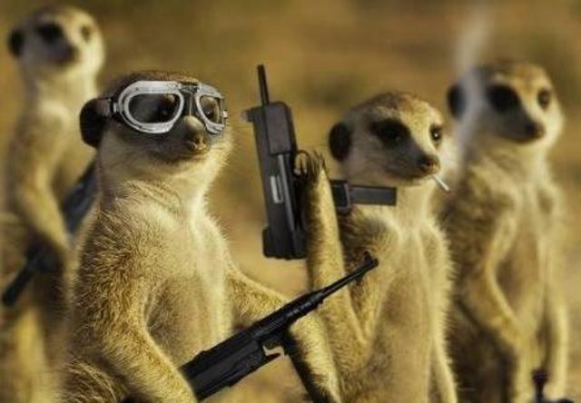 Una penya de suricates xungos em van atracar