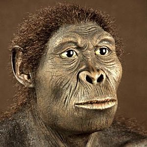 Homo Habilis