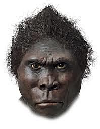 Homo Habilis