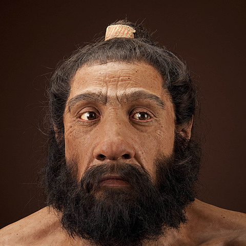 HOMO NEARDENTALENSIS